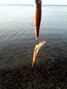 琵琶湖バス釣り