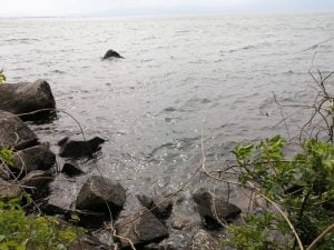 琵琶湖おかっぱりバス釣り