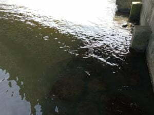 琵琶湖バス釣りポイント_なかなおこばし