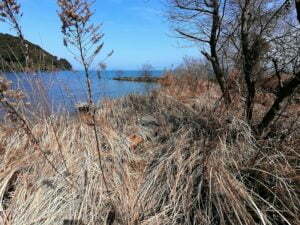 琵琶湖バス釣り_奥伊崎不動