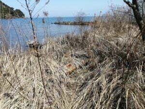 琵琶湖バス釣り_奥伊崎不動