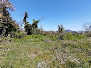 琵琶湖バス釣りポイント_石田川