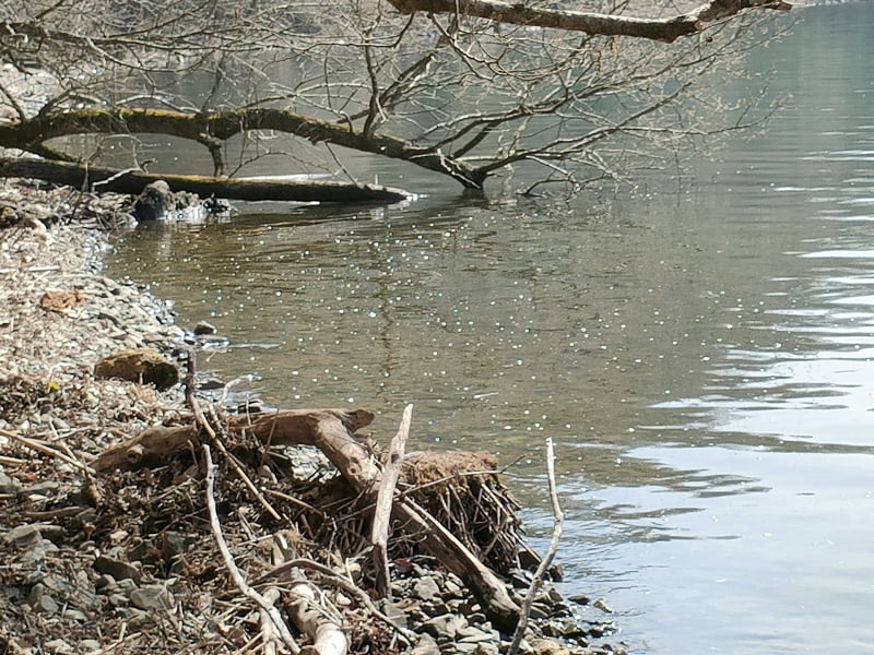 西野放水路ポイント